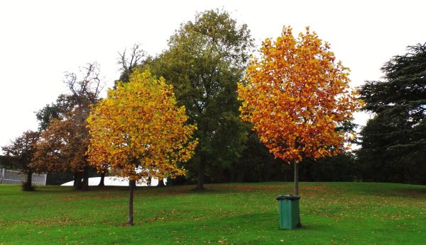 Golden autumn foliage along a park pathway