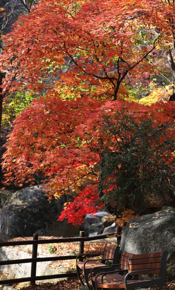 Colorful autumn foliage along a riverside walking path