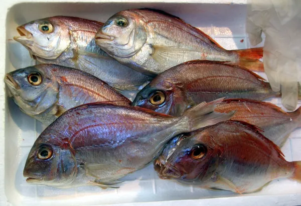Fresh seafood stalls at a Korean fish market